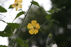 Abutilon persicum